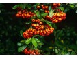 Pyracantha crenatoserrata